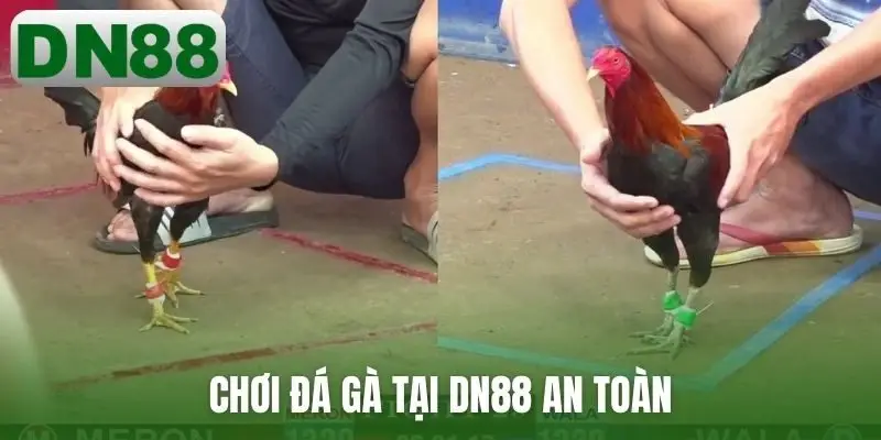 Chơi đá gà tại DN88 an toàn